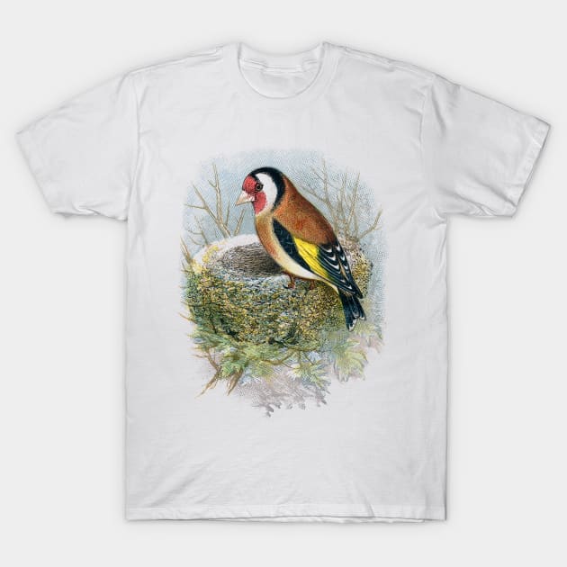 European goldfinch (Carduelis carduelis) T-Shirt by NEILBAYLIS